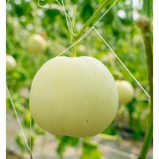 MEI-LONG MELON