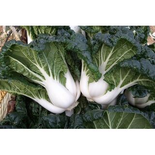 DWARF CREAM CABBAGE
