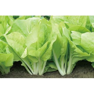 TAIWANESE NATIVE CABBAGE