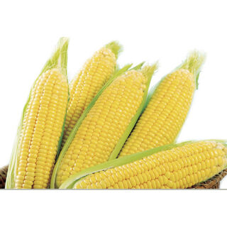 GOLDEN PEARL SUPER SWEET CORN